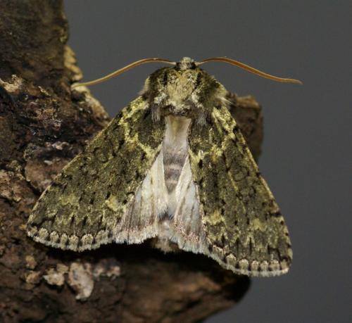 Polyploca ridens